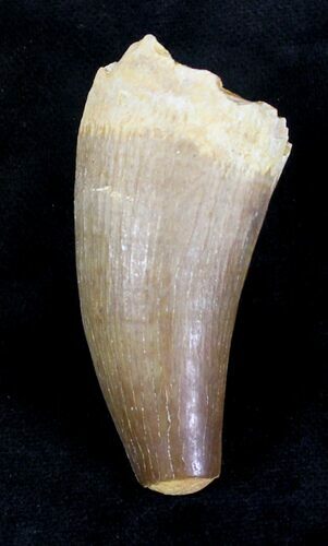 Large Well Preserved Dyrosaurus Tooth - Morocco #20739